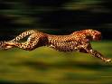 Cheeta speed